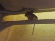Mouse, hiding on railing under the sink