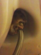 Mouse, hiding under the sink next to the pipe for the tap
