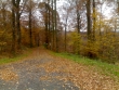 A forest trail, closed due to hunting