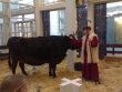 Nativity Scene: Real animals!