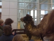 Nativity Scene: Amazingly, the camel didn't spit