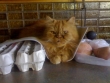 Winston, looking impressed with life, as usual