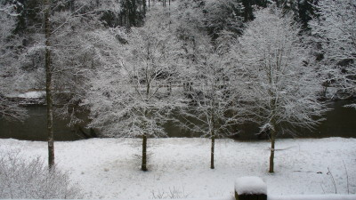 Three trees from the balcony