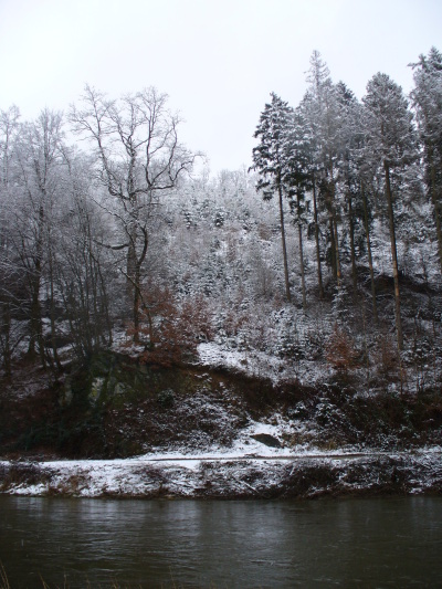 Trees across the river