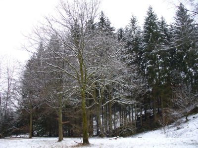 Snow covered tree on plateau