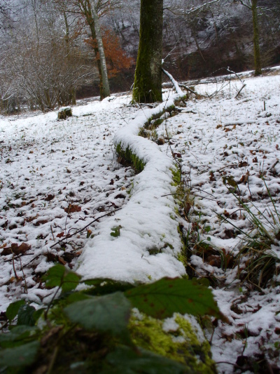 Felled tree with moss and snow