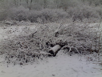 Fallen branches