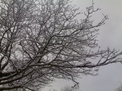 Snowy branches