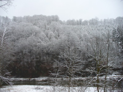 Tree-tops