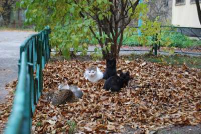 Chernobyl - Chernobylinterinform - Friendly cats