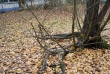 Pripyat - School - Quadrangle - Nature takes over