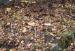 Pripyat - School - Toadstools