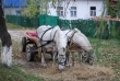 Horses in Ivankiv