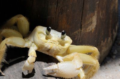 Crab (Corumbau, Bahia, Brazil)