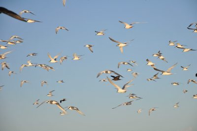 Birds around La Ponta (Corumbau, Bahia, Brazil)