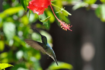 Hummingbird (Corumbau, Bahia, Brazil)