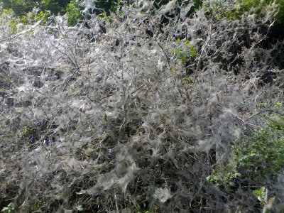 Caterpillars eating a tree