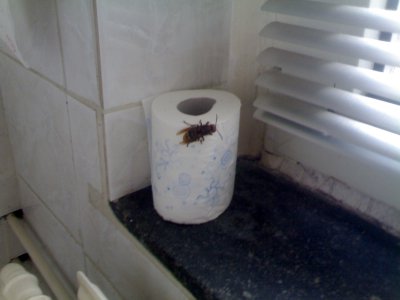 It can keep the bog roll