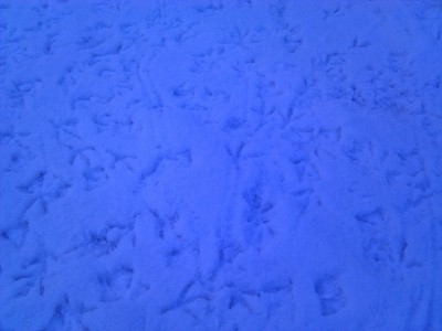 Bird feet in the snow